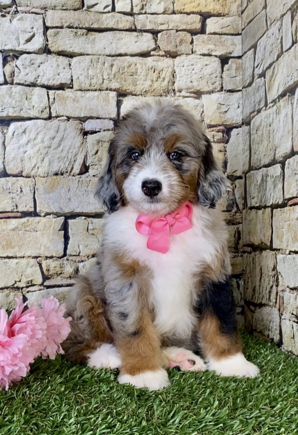 Ms. Ocean the Mini-Bernedoodle - Image 5