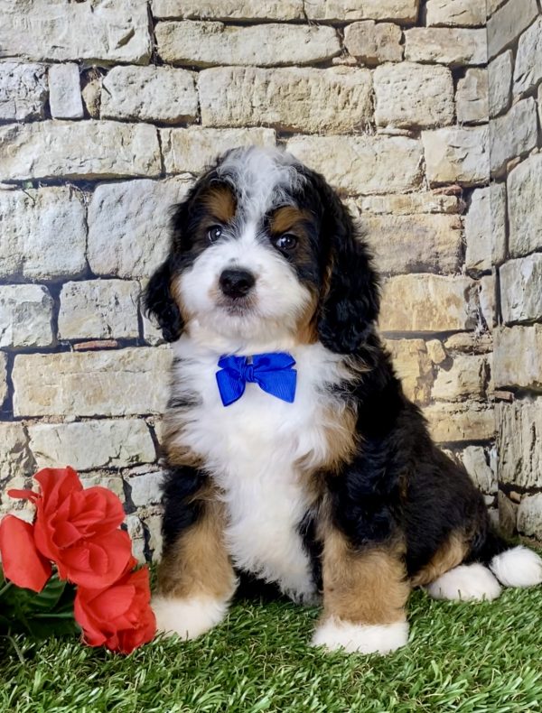 Mr. Olaf the Mini-Bernedoodle - Image 2