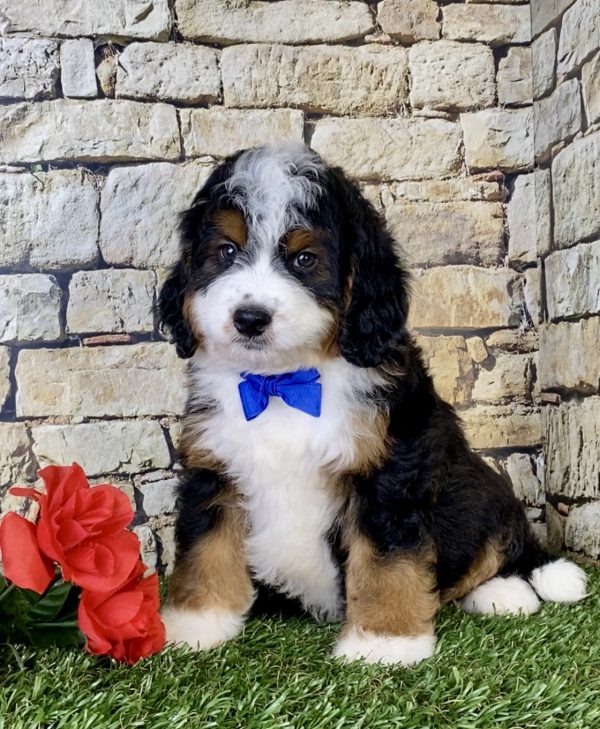 Mr. Olaf the Mini-Bernedoodle - Image 3