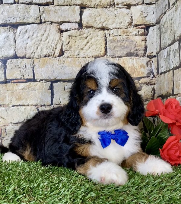Mr. Olaf the Mini-Bernedoodle - Image 4