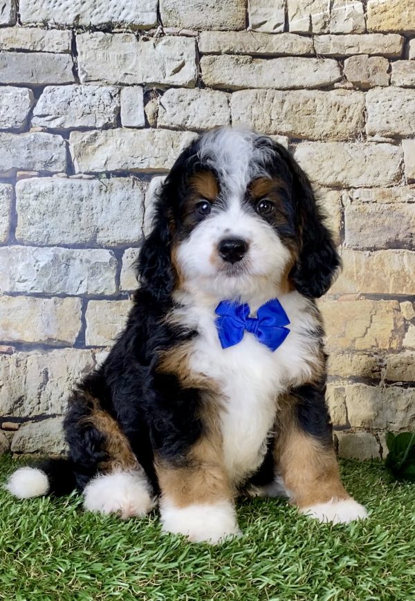 Mr. Olaf the Mini-Bernedoodle - Image 5