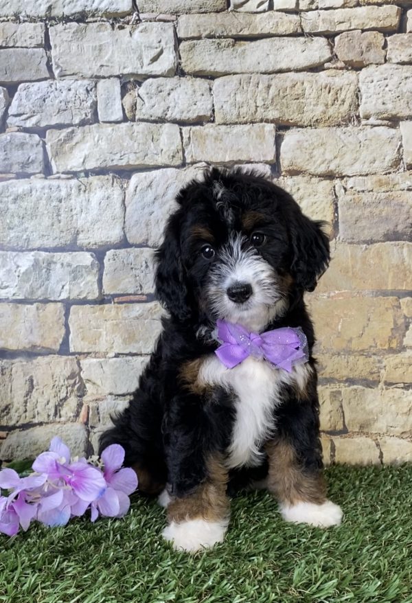 Ms. Olivia the Mini-Bernedoodle puppy