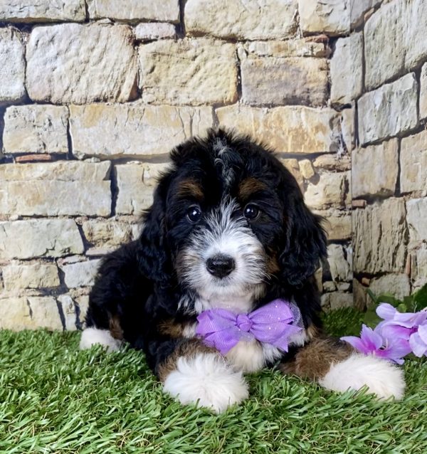 Ms. Olivia the Mini-Bernedoodle - Image 2