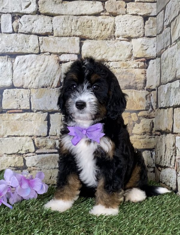 Ms. Olivia the Mini-Bernedoodle - Image 3