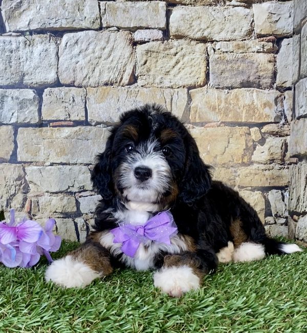 Ms. Olivia the Mini-Bernedoodle - Image 4