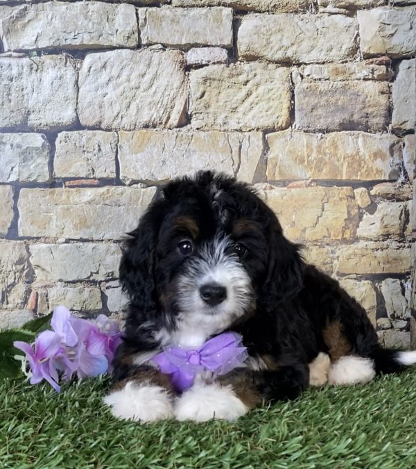 Ms. Olivia the Mini-Bernedoodle - Image 5