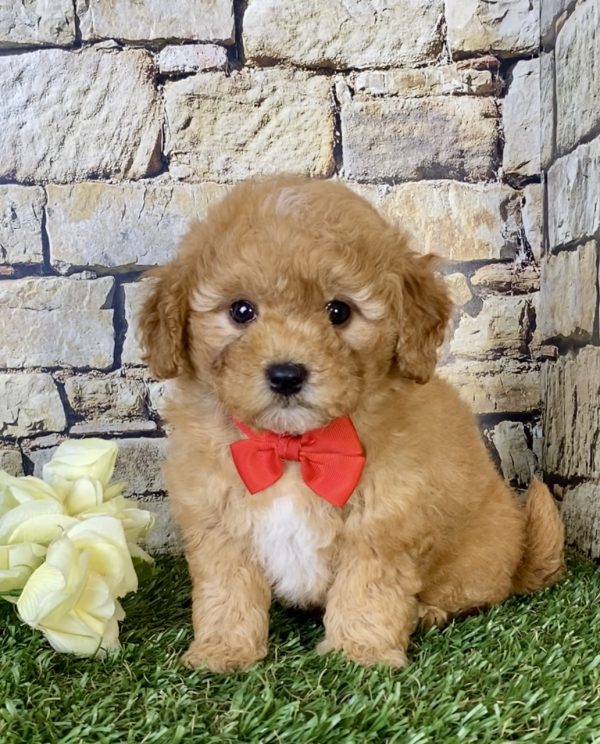 Mr. Simba the Mini-Goldendoodle - Image 2