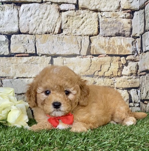 Mr. Simba the Mini-Goldendoodle - Image 3