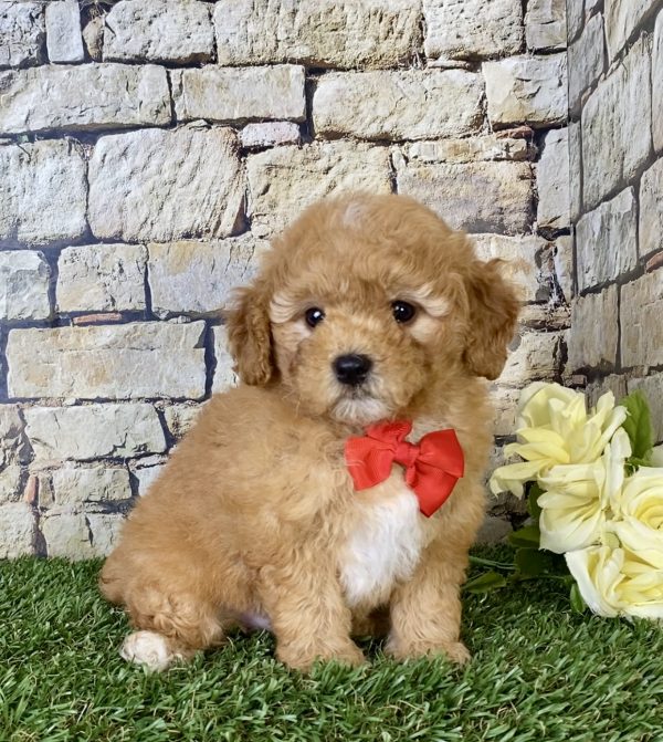 Mr. Simba the Mini-Goldendoodle puppy