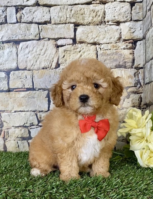 Mr. Simba the Mini-Goldendoodle - Image 5