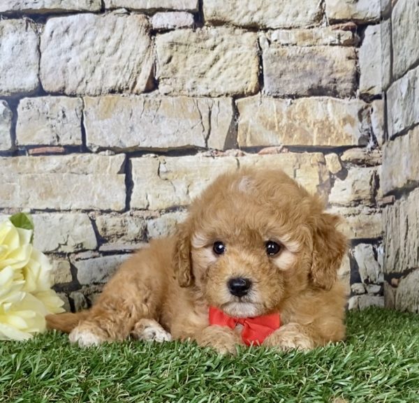 Mr. Simba the Mini-Goldendoodle - Image 6