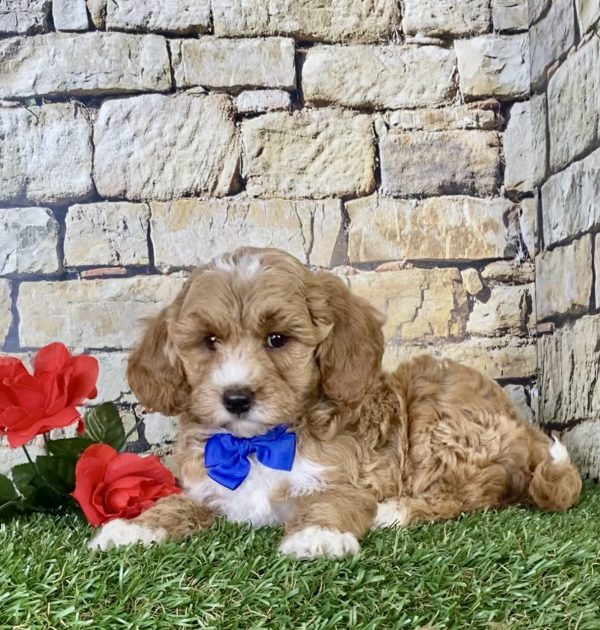 Mr. Scout the Mini-Goldendoodle - Image 2