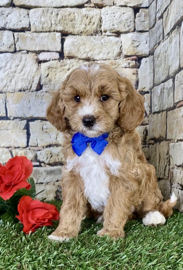 Mr. Scout the Mini-Goldendoodle - Image 3