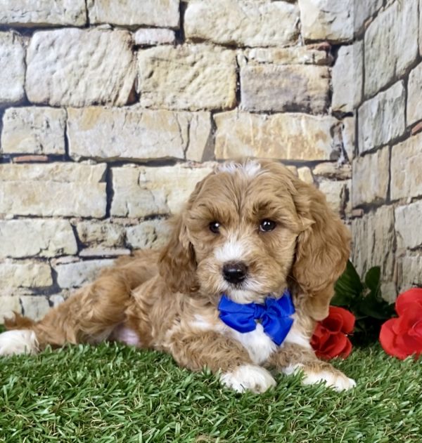 Mr. Scout the Mini-Goldendoodle - Image 4