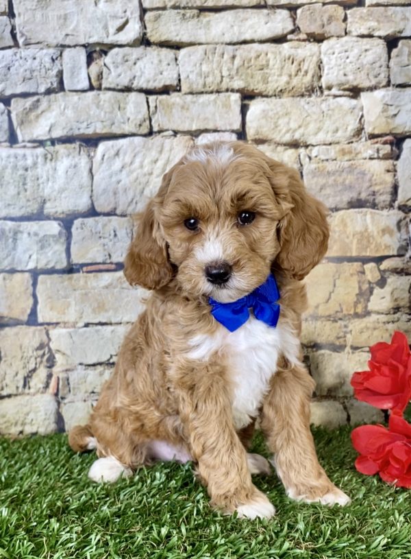 Mr. Scout the Mini-Goldendoodle - Image 5