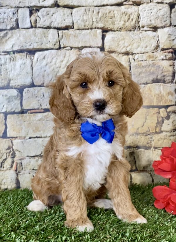 Mr. Scout the Mini-Goldendoodle puppy