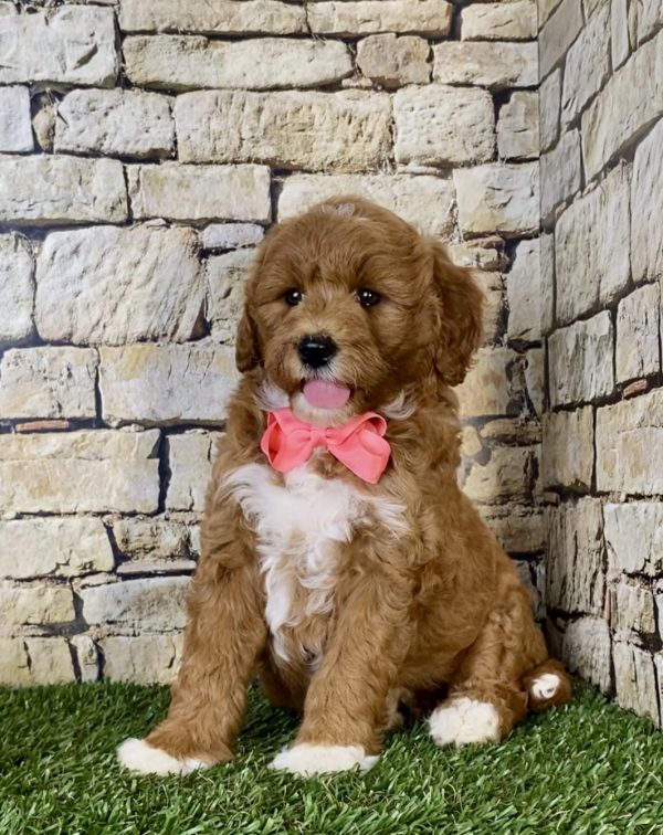 Ms. Skye the Mini-Goldendoodle puppy