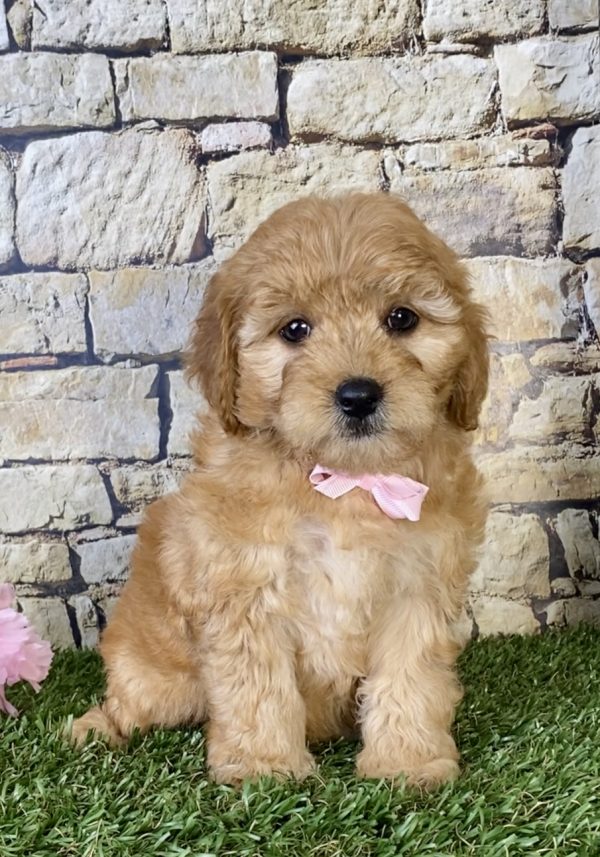 Ms. Sweetie the Mini-Goldendoodle puppy