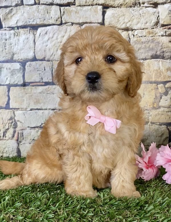 Ms. Sweetie the Mini-Goldendoodle - Image 4