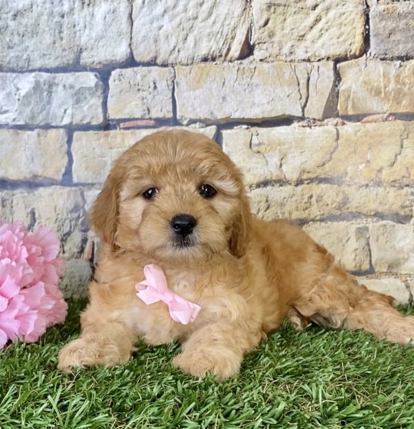 Ms. Sweetie the Mini-Goldendoodle - Image 5