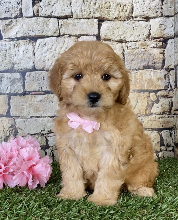 Ms. Sweetie the Mini-Goldendoodle - Image 6