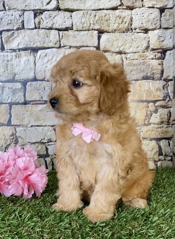 Ms. Sweetie the Mini-Goldendoodle - Image 7