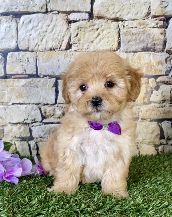 Ms. Sugar the Mini-Goldendoodle puppy