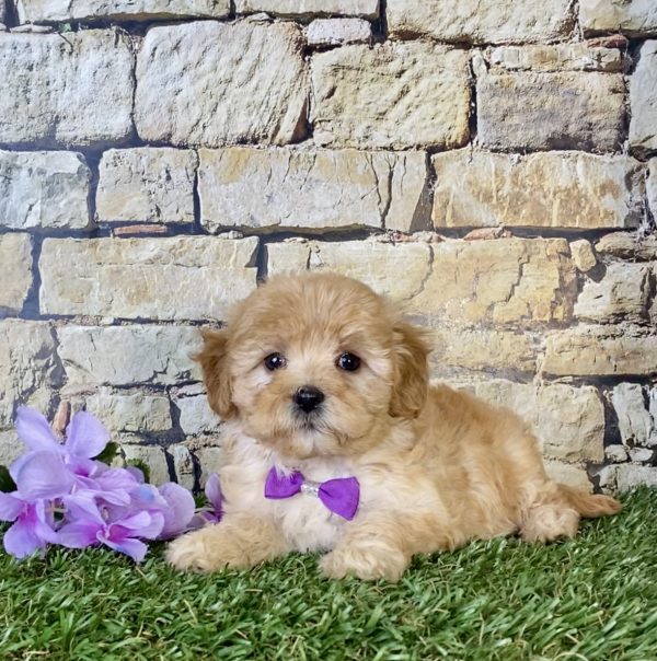 Ms. Sugar the Mini-Goldendoodle - Image 3
