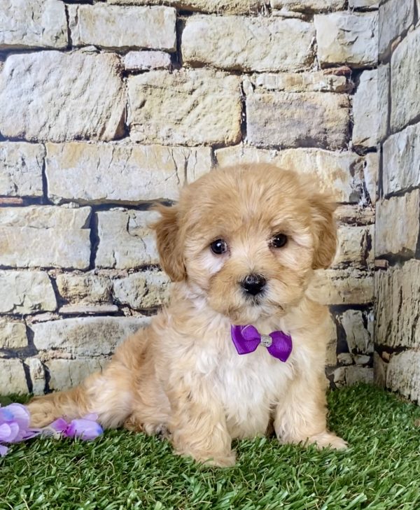 Ms. Sugar the Mini-Goldendoodle - Image 4