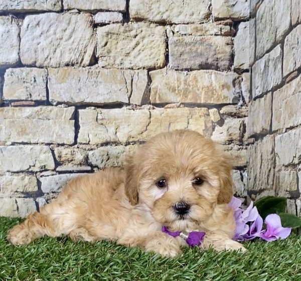 Ms. Sugar the Mini-Goldendoodle - Image 5