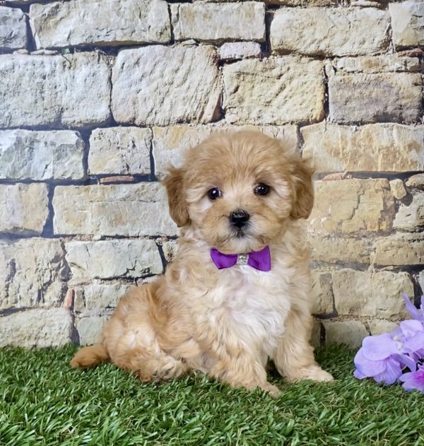 Ms. Sugar the Mini-Goldendoodle - Image 6