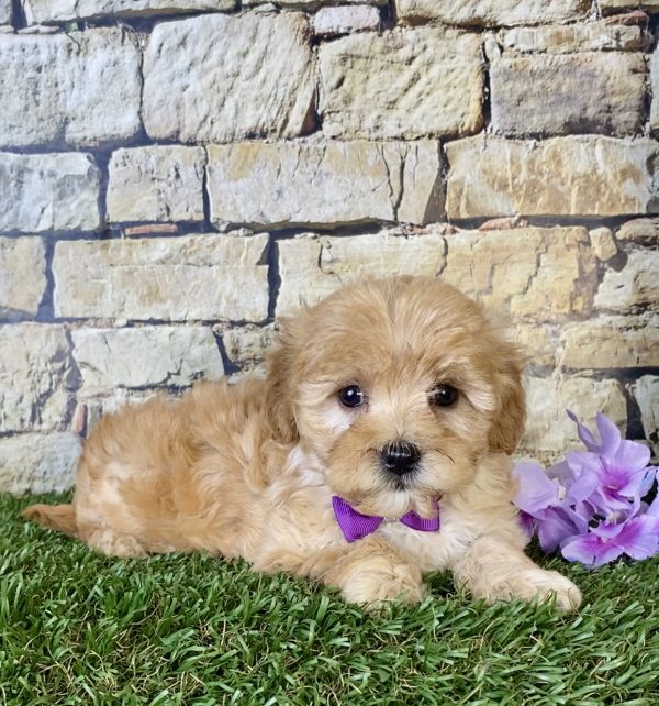 Ms. Sugar the Mini-Goldendoodle - Image 7
