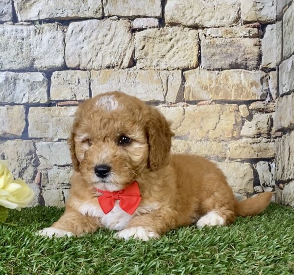 Mr. Sonic the Mini-Goldendoodle - Image 2