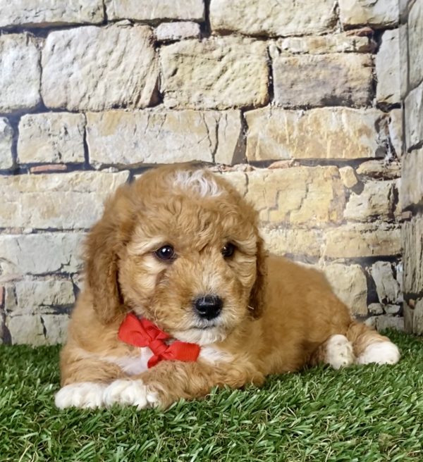 Mr. Sonic the Mini-Goldendoodle - Image 3