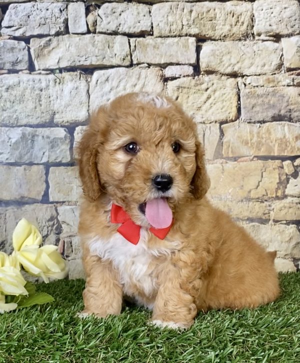 Mr. Sonic the Mini-Goldendoodle - Image 4