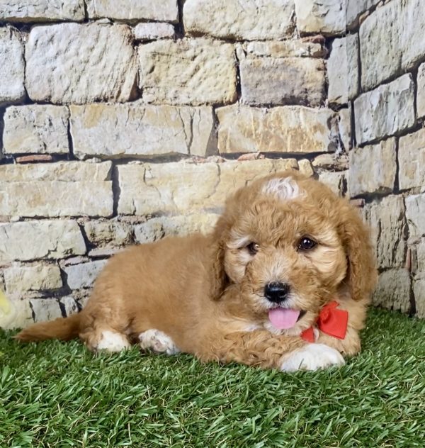 Mr. Sonic the Mini-Goldendoodle - Image 5