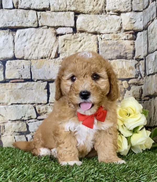 Mr. Sonic the Mini-Goldendoodle - Image 6