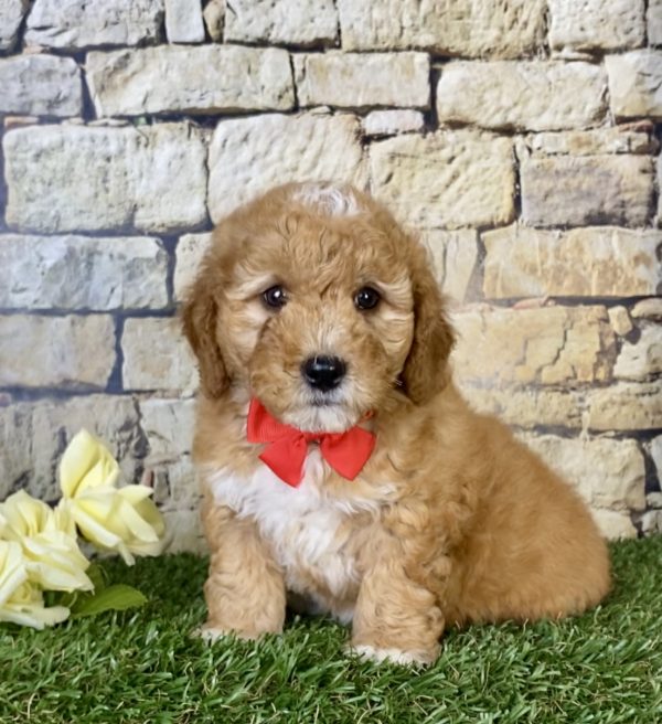 Mr. Sonic the Mini-Goldendoodle puppy