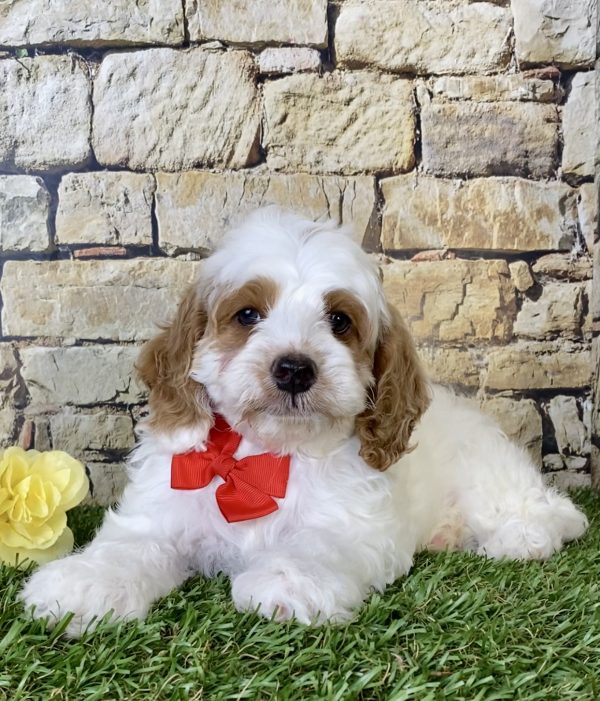 Mr. Dan the F1B Micro Mini-Bernedoodle puppy