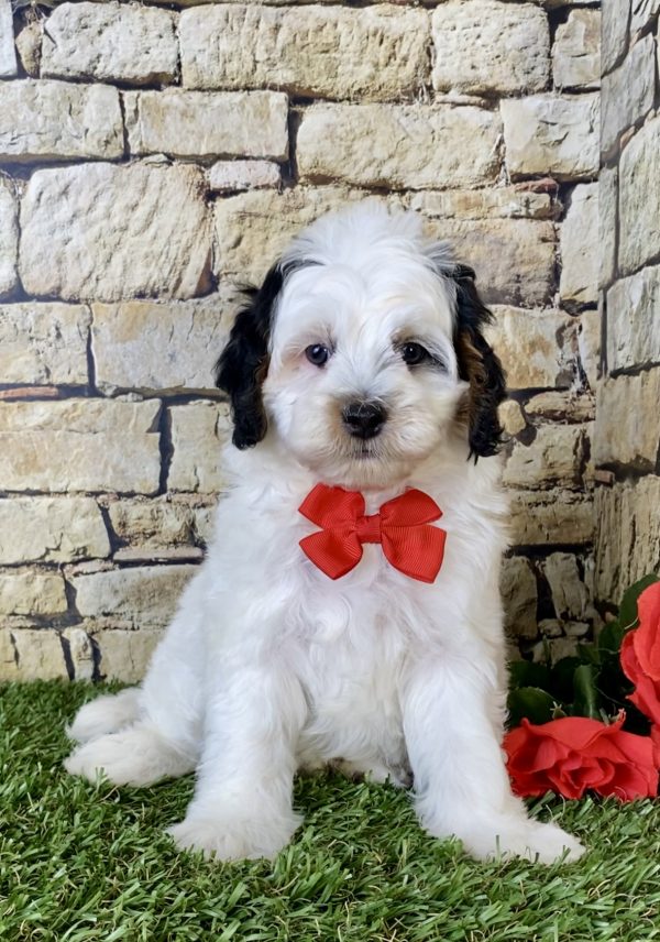 Mr. Dave the F1B Micro Mini-Bernedoodle puppy