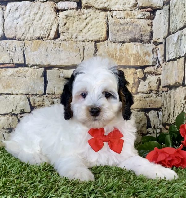Mr. Dave the F1B Micro Mini-Bernedoodle - Image 2