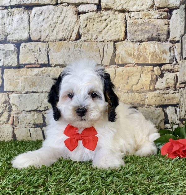 Mr. Dave the F1B Micro Mini-Bernedoodle - Image 3