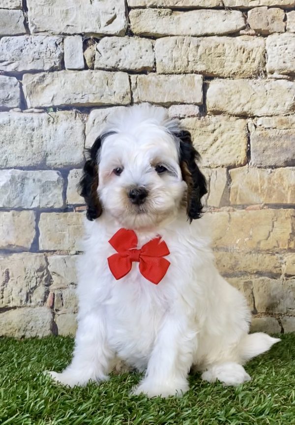 Mr. Dave the F1B Micro Mini-Bernedoodle - Image 4