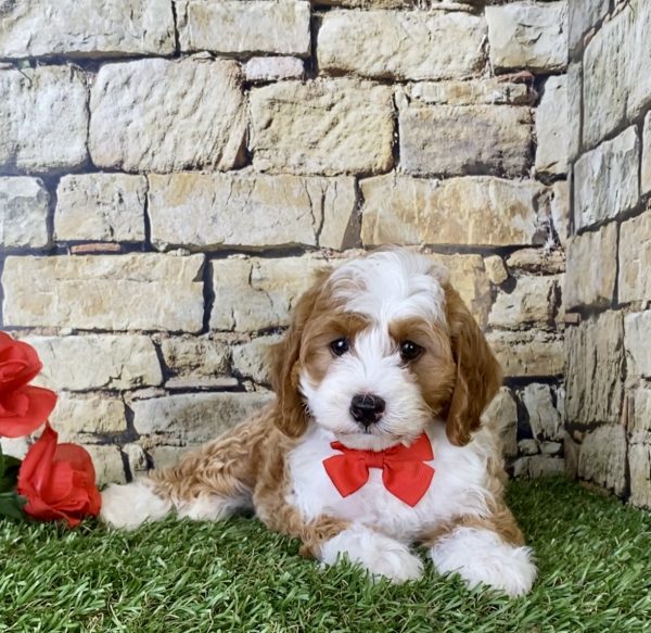 Mr. Dillon the F1B Micro Mini-Bernedoodle - Image 2