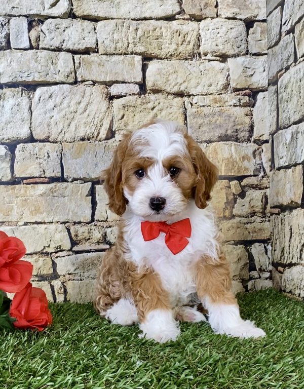 Mr. Dillon the F1B Micro Mini-Bernedoodle puppy