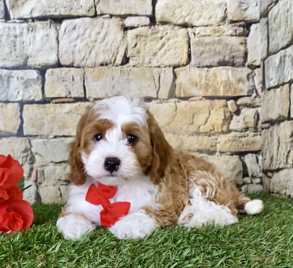 Mr. Dillon the F1B Micro Mini-Bernedoodle - Image 3