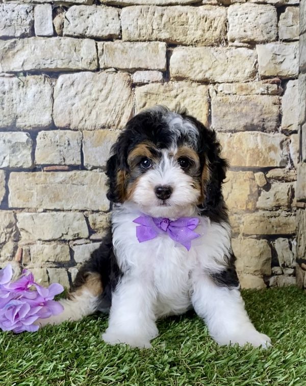 Ms. Daisy the F1B Micro Mini-Bernedoodle - Image 2