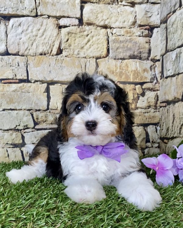 Ms. Daisy the F1B Micro Mini-Bernedoodle - Image 3