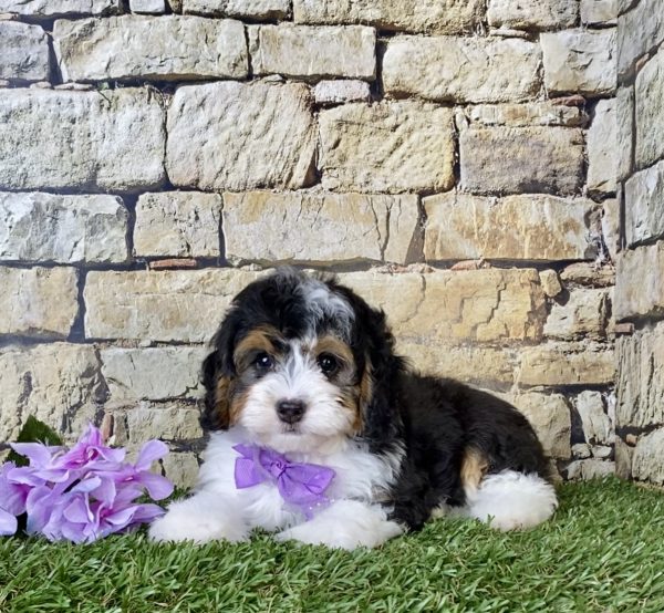 Ms. Daisy the F1B Micro Mini-Bernedoodle - Image 4