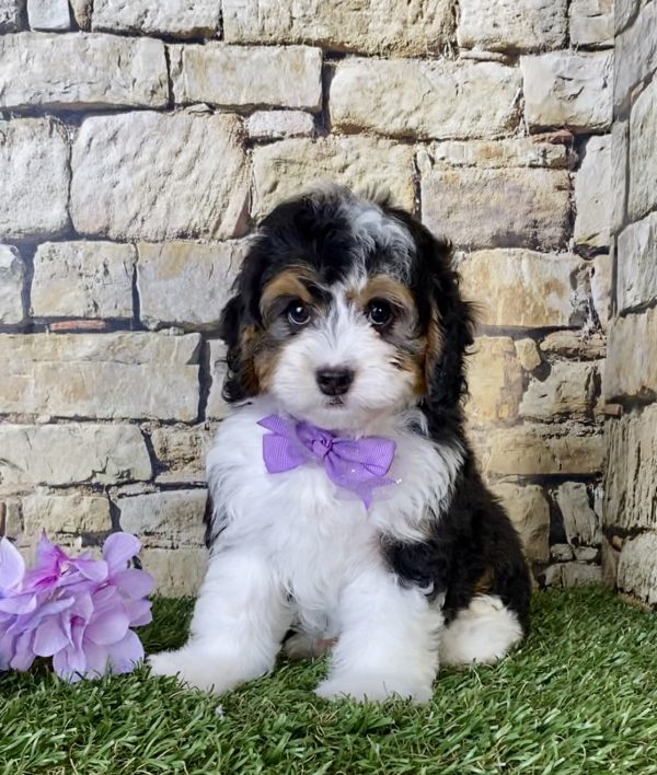 Ms. Daisy the F1B Micro Mini-Bernedoodle puppy